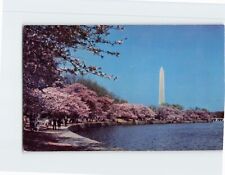 Postcard The World Famous Cherry Blossoms Washington DC USA picture
