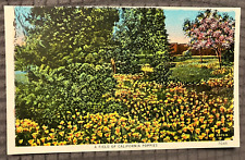 Antique Postcard - 