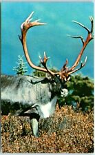 Postcard - Alaskan Caribou picture