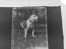 Antique Glass Negative Lot of 9  4 x 5  1892-1899 Images of Dogs picture