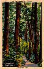 Post Card Cook Forest Park Longfellow Trail Cooksburg & Leeper Pennsylvania picture