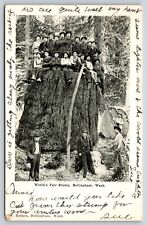 Vintage 1906 Postcard World's Fair Stump Bellingham Washington G1 picture