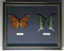 Framed Butterflies (Danaus plexippus, Urania leilus)  picture