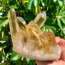 1.51LB Natural Citrine cluster mineral specimen quartz crystal healing picture