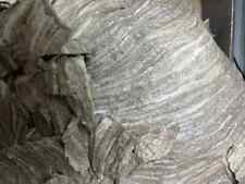 Real Wasp nest Paper at least 6 layers of PAPER bald faced hornet nest paper. picture