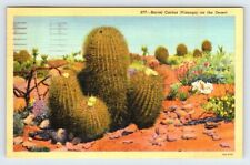 Barrel Cactus On The Desert California Vintage Linen Postcard AF523 picture