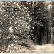 c1930s Cali. Redwood Highway RPPC Dogwood Shrubs Patterson Real Photo PC CA A199 picture