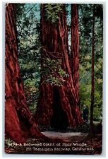 c1910's Redwood Giant Of Muir Woods Mt. Tamalpais Railway California CA Postcard picture