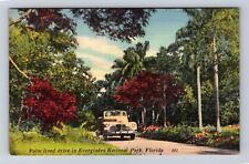 Everglades National Park, Palm Lined Drive, Antique, Vintage Souvenir Postcard picture