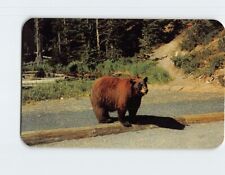 Postcard Brown Bear Looking for a Hand Out picture