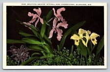 Orchids in Mitchell Park MILWAUKEE Wisconsin WI Vintage Postcard A15 picture