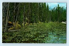 Yellowstone National Park Isa Lake Lilly Pads Pond Craig Pass Haynes Postcard C6 picture