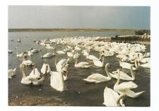 Swan Birds Postcard Swannery UK  picture