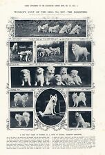 Womans Cult of The Dog Samoyed Dogs Antique 1914 London News Dog Print b14 picture