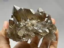 RARE Self-Healed Smoky Quartz Point Wand Cluster Brazil 8.8oz Crystal S23 picture