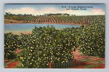 Orlando FL-Florida, Large Grapefruit Grove, Vintage Postcard picture