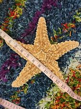 HUGE Starfish Real 11 Inches Dry Natural  Nautical Ocean Marine Life picture
