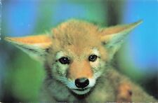 Animal Coyote Pup Vintage Postcard Unposted picture