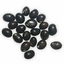 Original Rare Chirmi Seeds Gunja Beads Ratti protect From Black Magic 11 Pcs picture