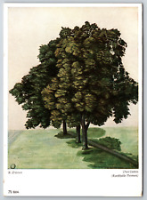 c1960s Three Linden Trees Kunsthalle Bremen Art A. Durer Vintage Postcard picture