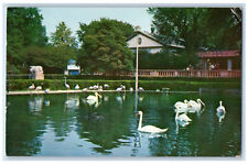c1950's Pool, Swans, Chicago's New Zoo at Brookfield Illinois IL Postcard picture