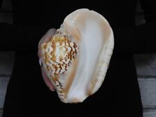 Sea shell Strombus tricornis latissimus 178mm ID#6908 picture