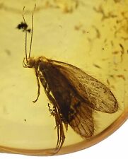 Detailed Trichoptera (Caddisfly), Fossil Inclusion in Baltic Amber picture
