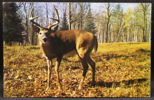 Whitetail Deer Buck RPPC Vtg Postcard c. 1971 5.5x3.5