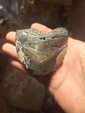 Authentic Megladone Shark Tooth.very Old picture