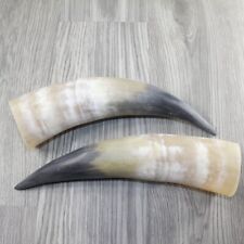 2 Raw Unfinished Cow Horns #1844 Natural Colored picture