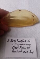 Copal Amber Insect Fossil. 2 3/4 Inches Nice Clear Beetles  picture