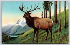 Original Old Vintage Postcard American Elk Alaska Wapiti American Wild Life picture