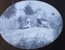 Old Squaw Marsh Bird, Vintage Magic Lantern Glass Slide picture