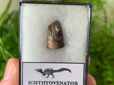 RARE Ichthyovenator Tooth (Laos) #05 Grès Supérieurs Formation - DINO FOSSILS UK picture