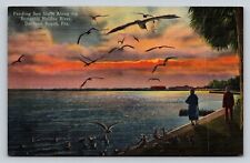 Feeding Sea Gulls Halifax River Daytona Beach FL 1949 Vintage Linen Postcard picture