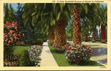 Postcard A Palm Sheltered Avenue of Homes in California 1945 picture