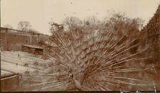 1920s Gorgeous Peacock Fan Train Showing Off Feathers Barnyard Ireland Photo picture