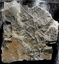 Pecopteris - Carboniferous fossil fern picture