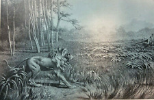 1894 H. W. Seton-Karr Shooting My First Lion in Africa picture