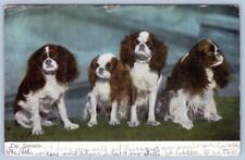 1907 TOY SPANIELS DOGS PUPPIES PAYETTE IDAHO POSTMARK ANTIQUE POSTCARD picture