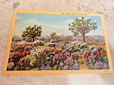 Vintage Joshua Palms On The Desert Postcard picture