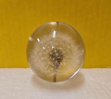 DANDELION SEED PUFF- Paperweight  - Made from a real dandelion  picture