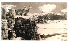 Vintage Postcard 1920's Two Deer Fawn Doe Mountain Animals RPPC picture