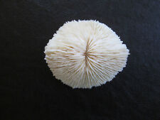 Mushroom Coral Natural White Fungia Cupped Specimen 3” picture