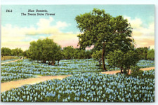 postcard Blue Bonnets The Texas State Flowers 1460 picture