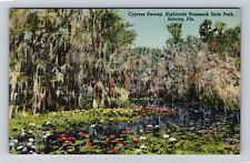Sebring FL-Florida, Cypress Swamp, Highland Hammock St Park, Vintage Postcard picture