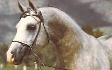 1978 AM Sea Captain JUnior Arabian Premier Stallion Horse Indraff postcard A69 picture