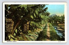 Postcard Hawaii Banana Tree 1930s Unposted White Border picture