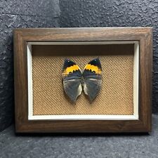 Real Butterfly Specimen Shadow Display Box Home decor (Kallima inachus) picture