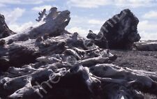 1997 Rialto Beach Ocean Dead Trees Rocks Sand View Washington 35mm Film Slide picture